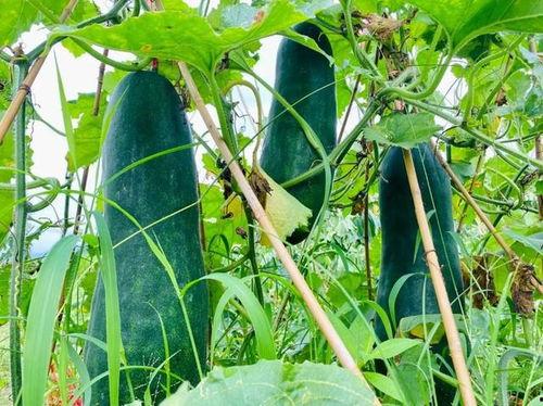 吃瓜劲爆免费,吃瓜劲爆，免费大放送！  第2张